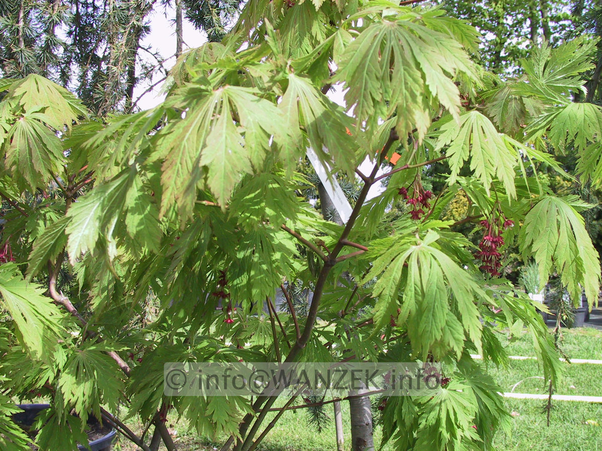 Acer japonicum Aconitifolium Austrieb+Blueten.jpg